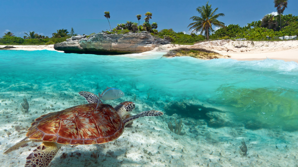 Mexico sea with turtle