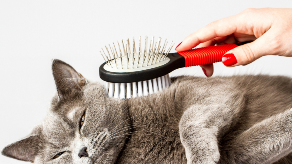 brushing cat