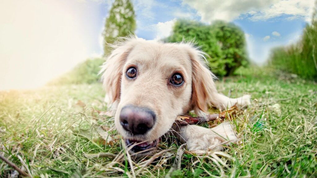 dog chewing a stick in the grass