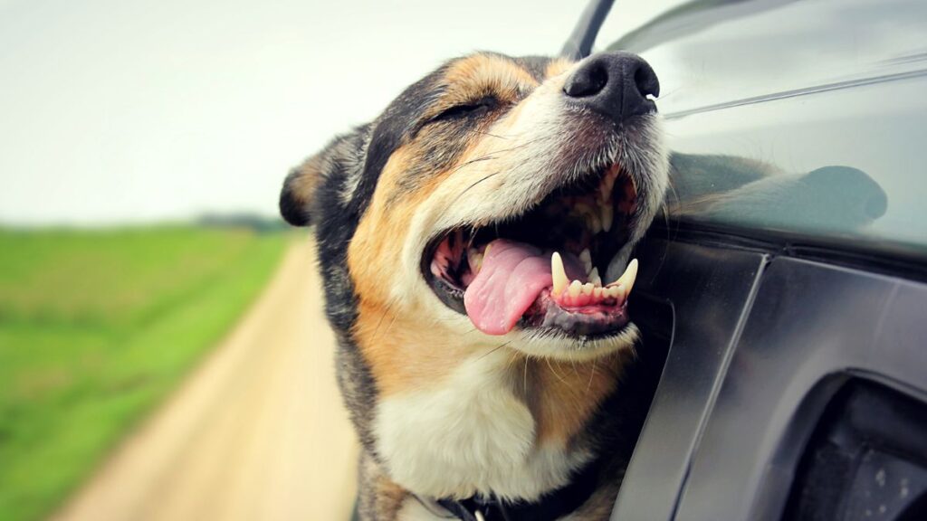 dog in car with head out the window