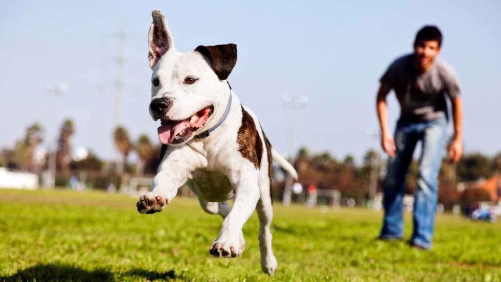 dog jumping and playing