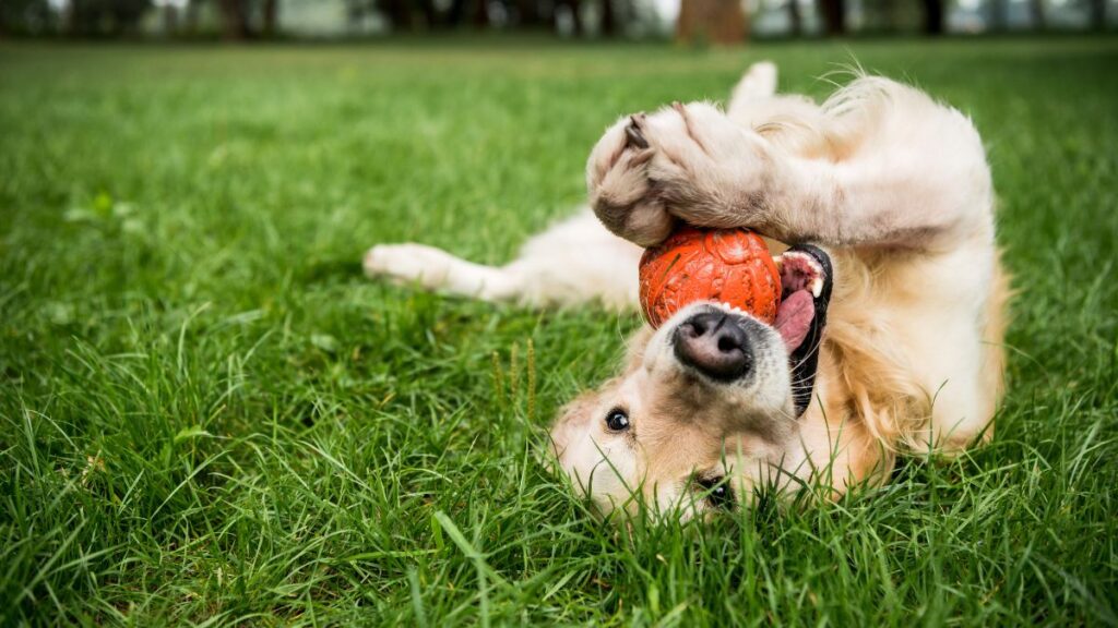 dog laying in the grass playing with a ball