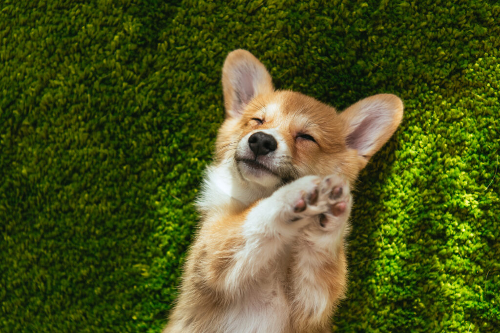 dog laying on its back sleeping