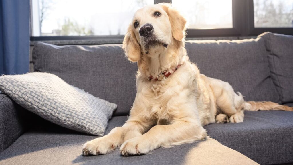 dog laying on the couch looking confused