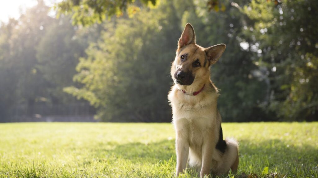 dog sitting in a field head tilted