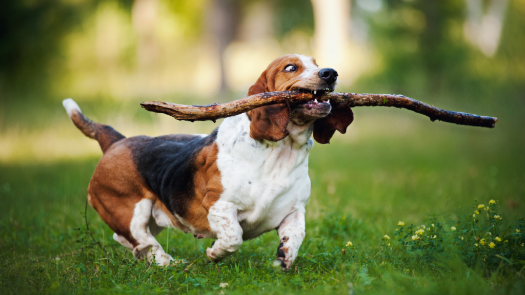 dog with stick