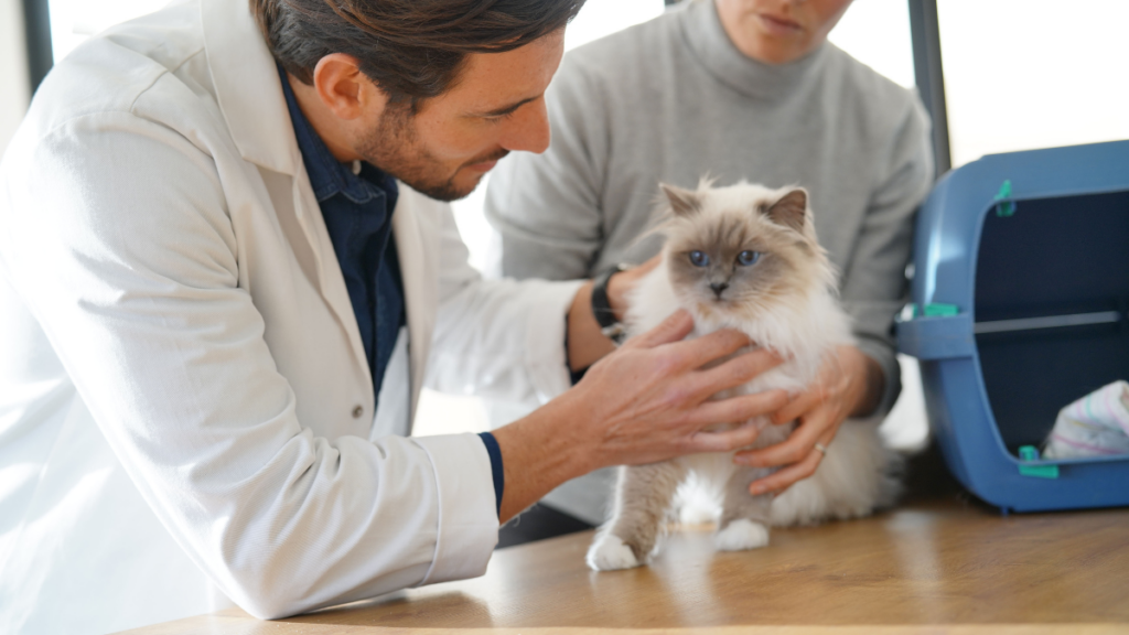 vet looking at animal