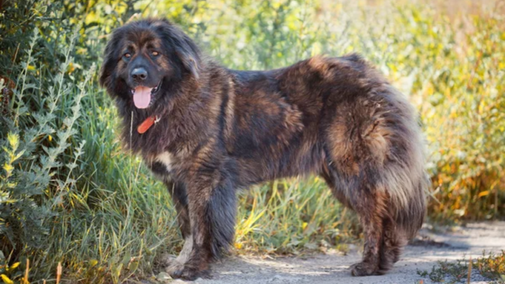 Caucasian Shepherd Dog