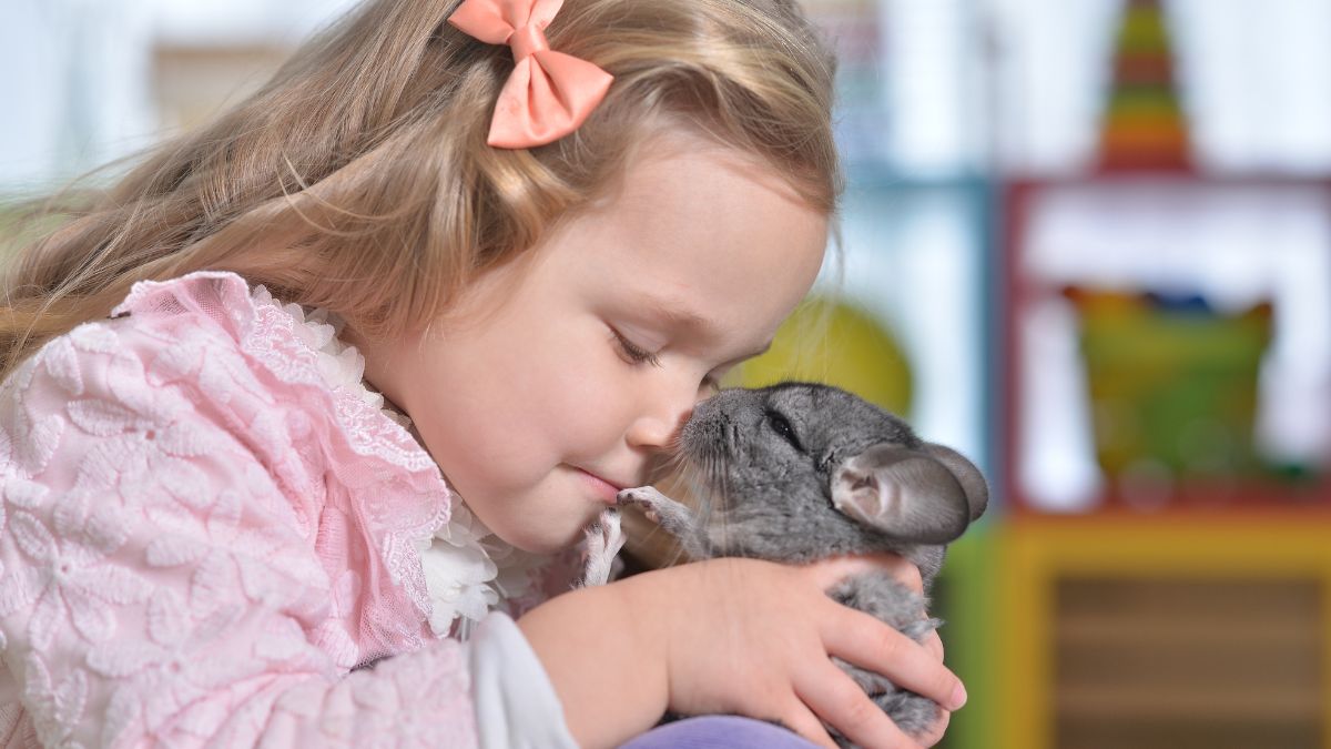 Chinchilla with girl