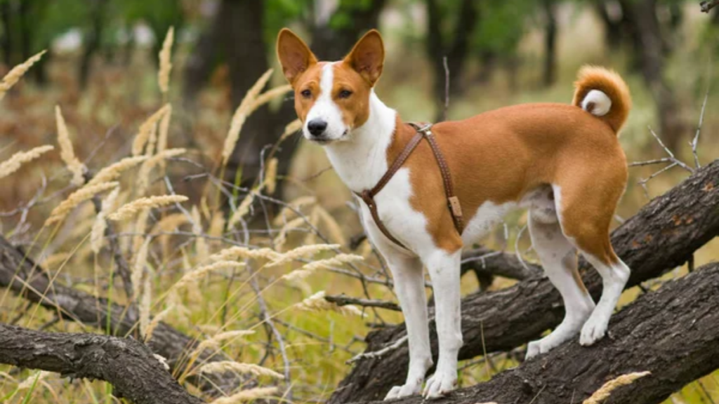 Dog Basenji