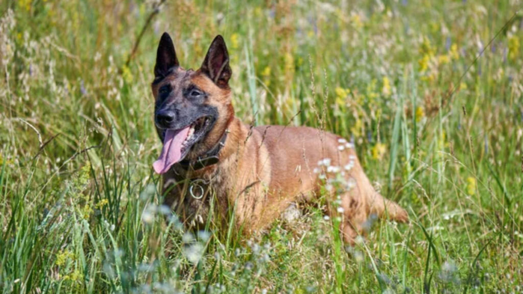 Dog Belgian Malinois