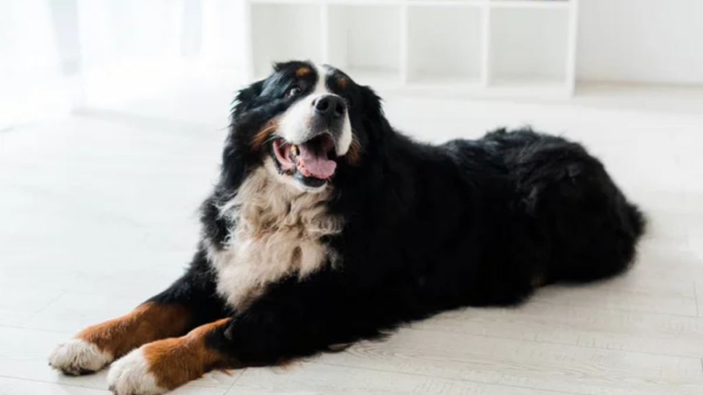 Bernese Mountain Dog