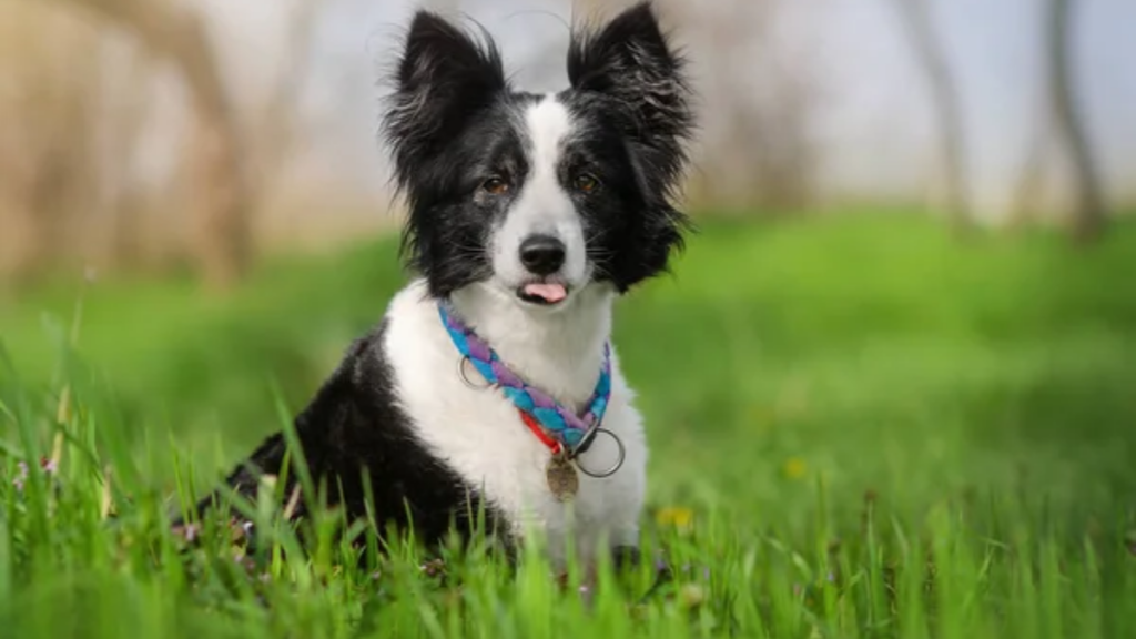 Dog Border Collie