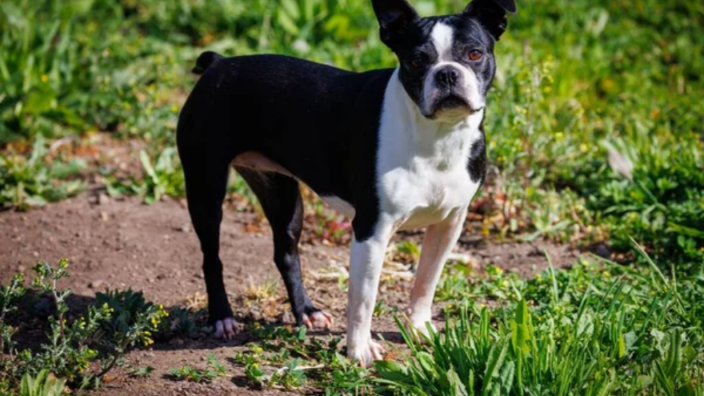 Dog Boston Terrier