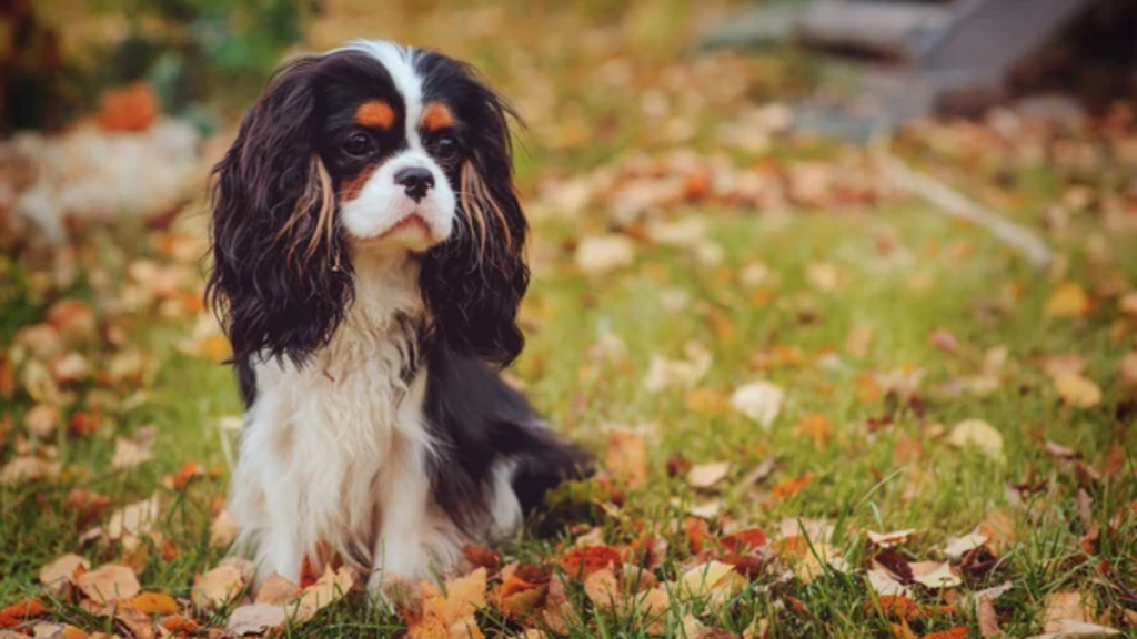 Dog Cavalier King Charles Spaniel