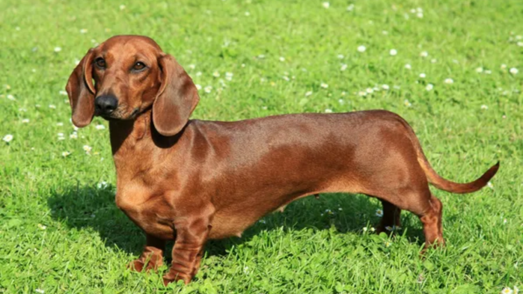 Dog Dachshund