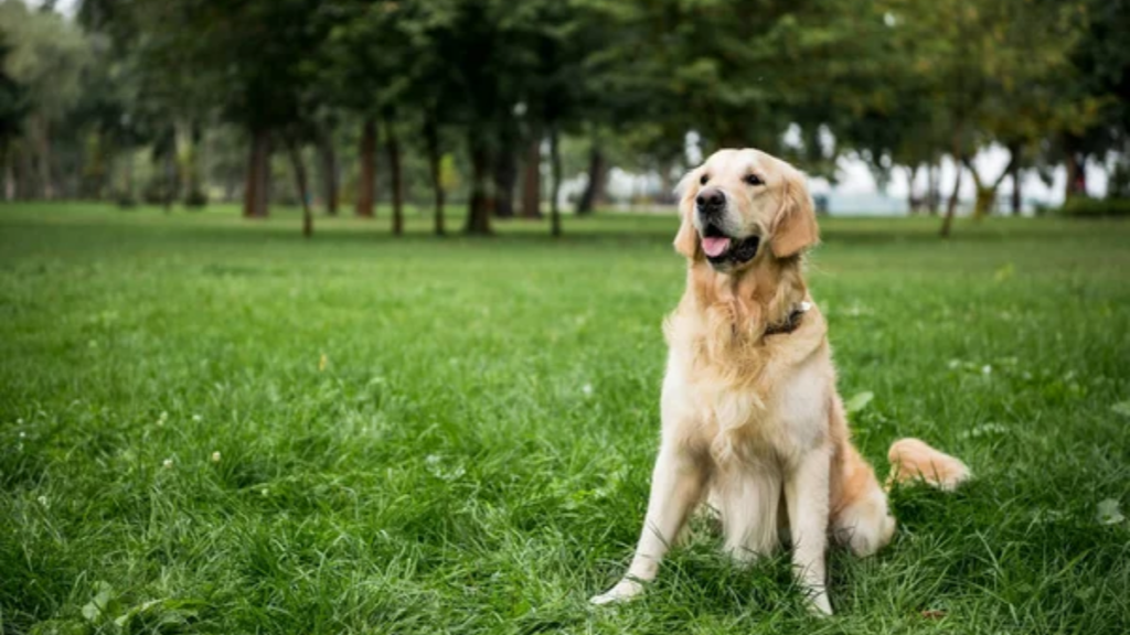 Dog Golden Retriever