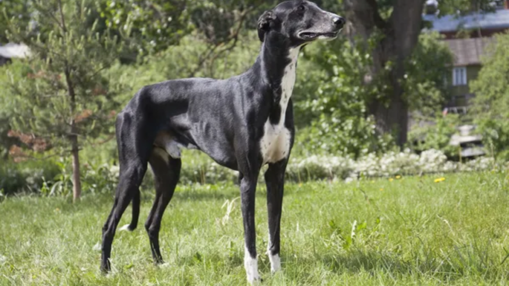 Dog Greyhound