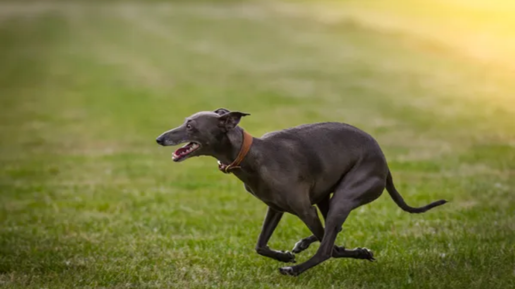 Dog Italian Grey Hound