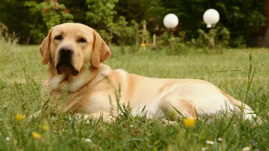 Dog Labrador Retriever