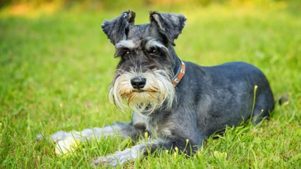 Dog Miniature Schnauzer