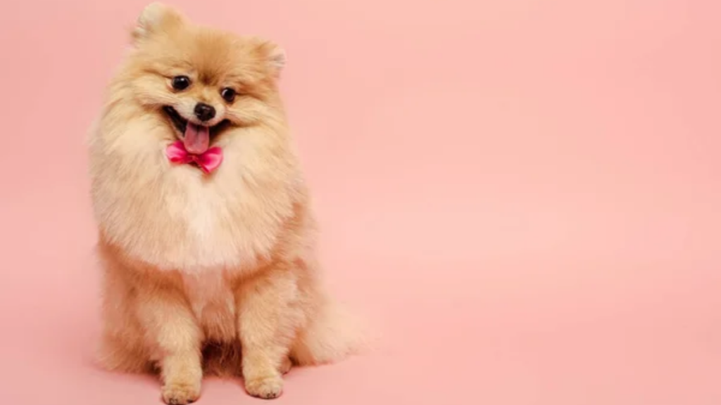 Dog Pomeranian