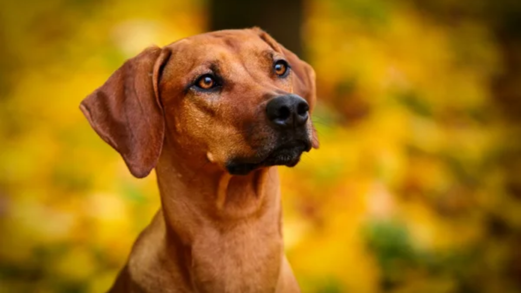 Dog Rhodesian Ridgeback