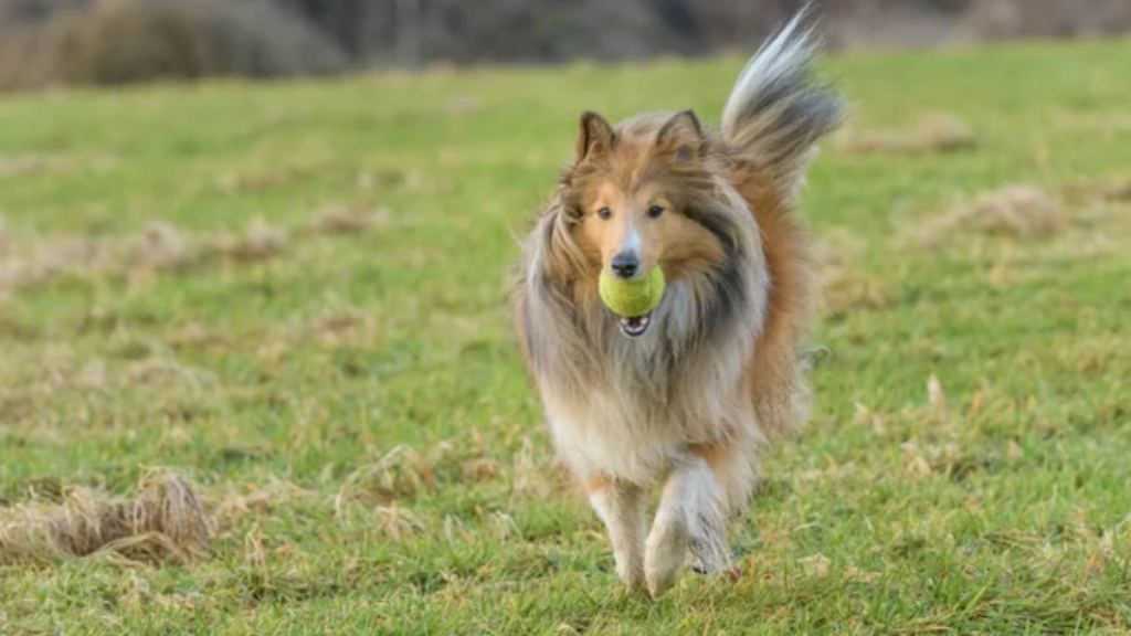 Dog Shetland Sheepdog