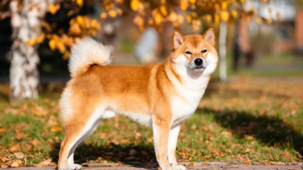 Dog Shiba Inu