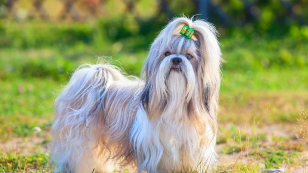 Dog Shih Tzu