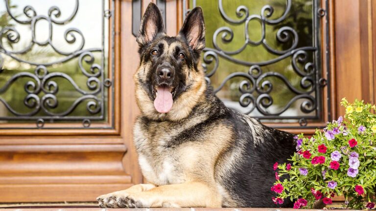 15 Dog Breeds That Are the Best Guard Dogs