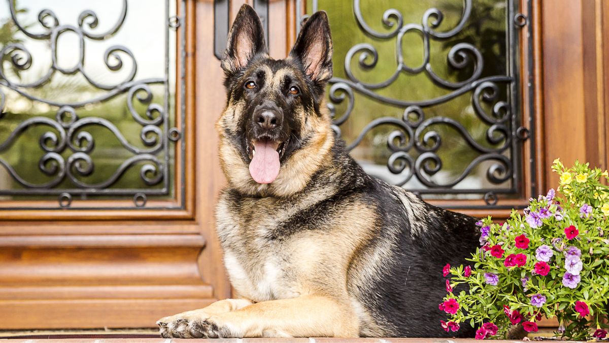 German Shepherd infront of a door