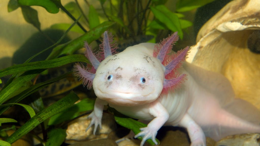 axolotl 