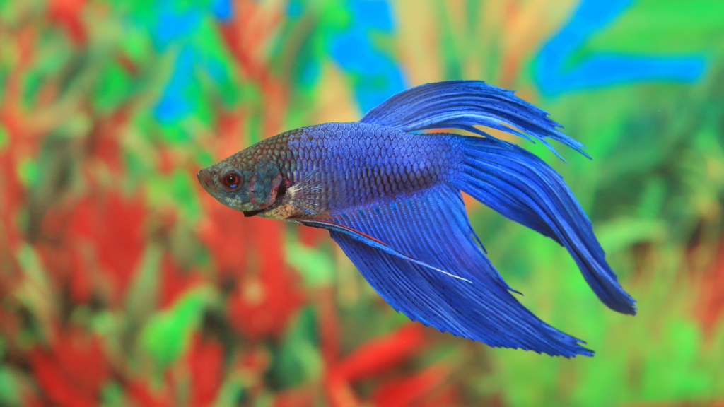 betta fish