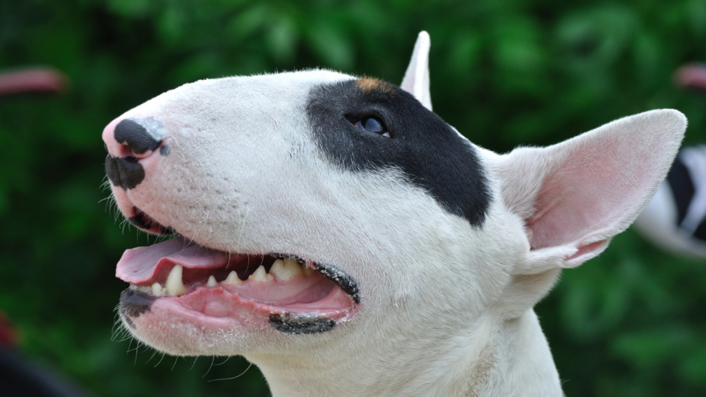 bull terrier