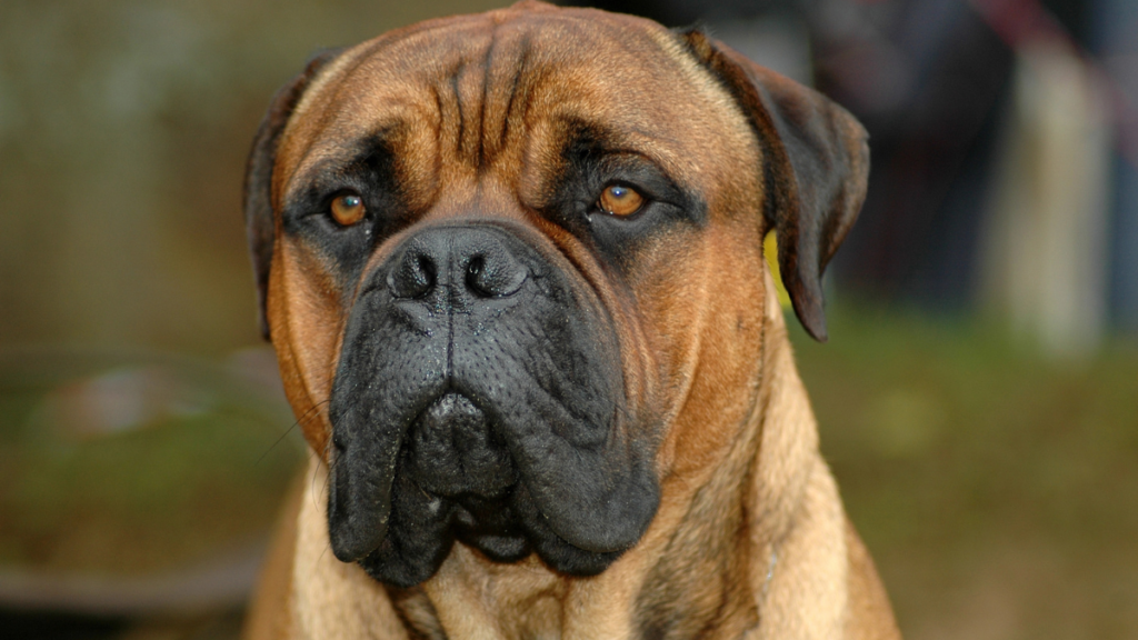 bullmastiff