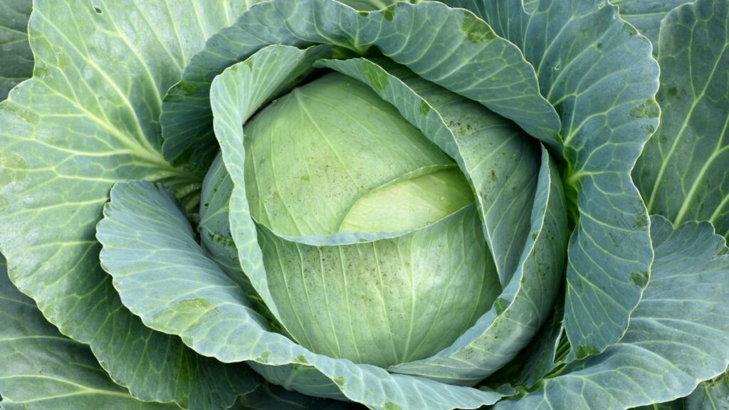 cabbage