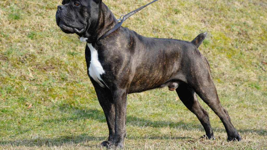 cane corso 