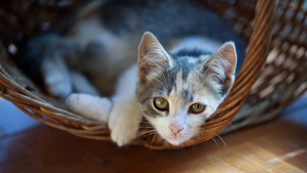 cat in basket