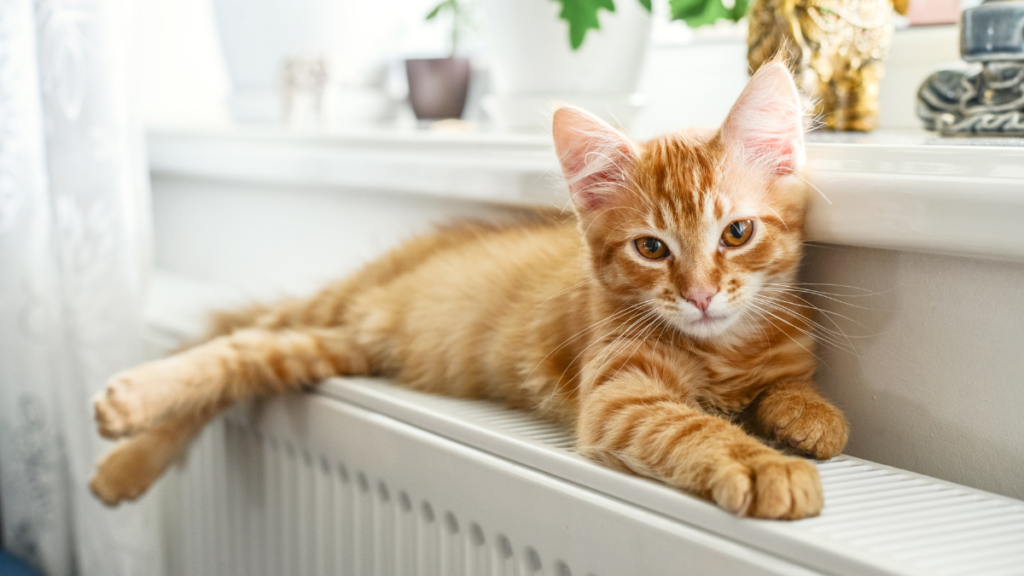 cat on heater