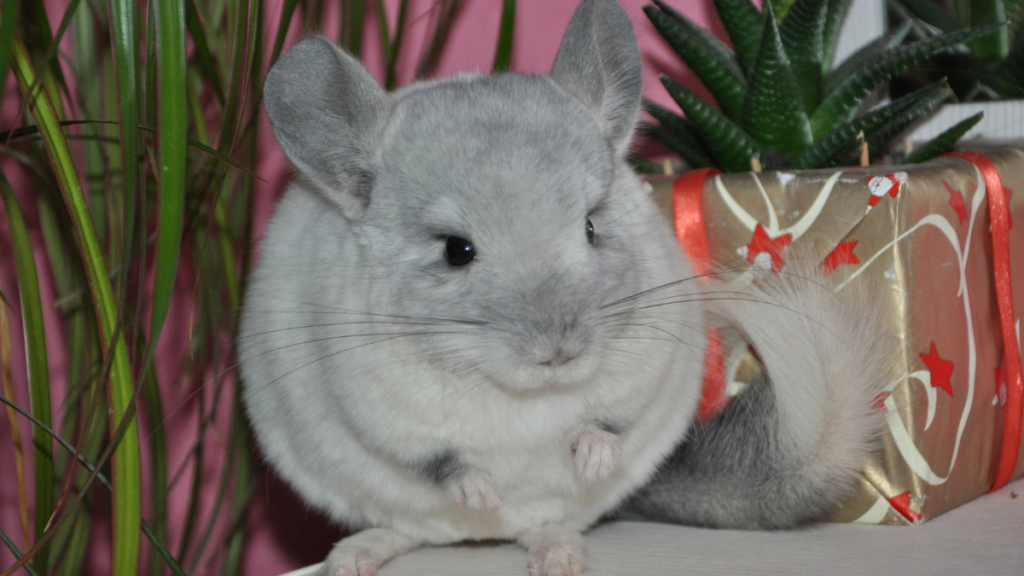 chinchilla