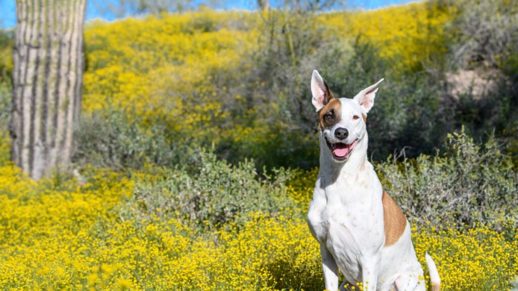 dog in arizona