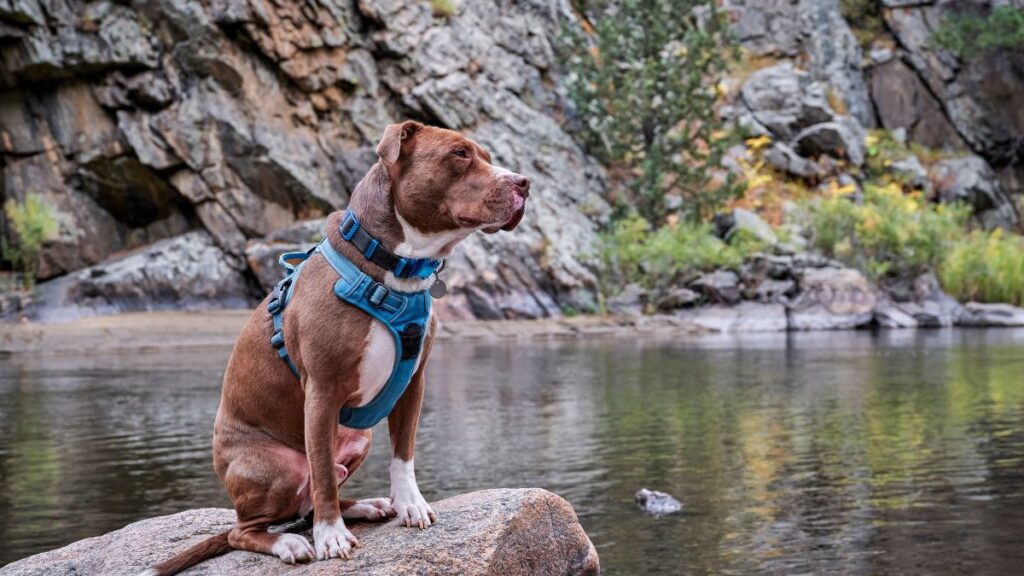dog on a rock by river