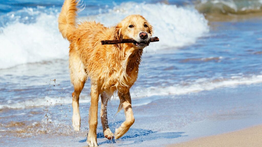 dog with a stick on the beach