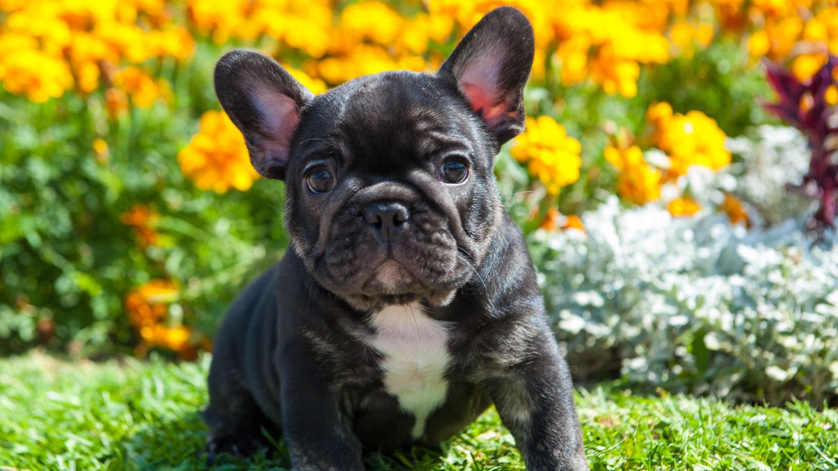 frenchie in flowers