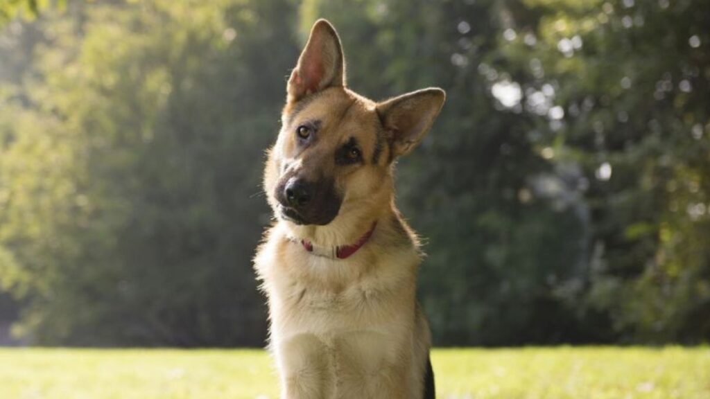 german shepherd tilting his head