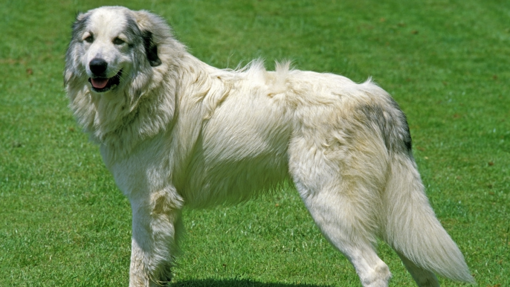 great pyrenees 