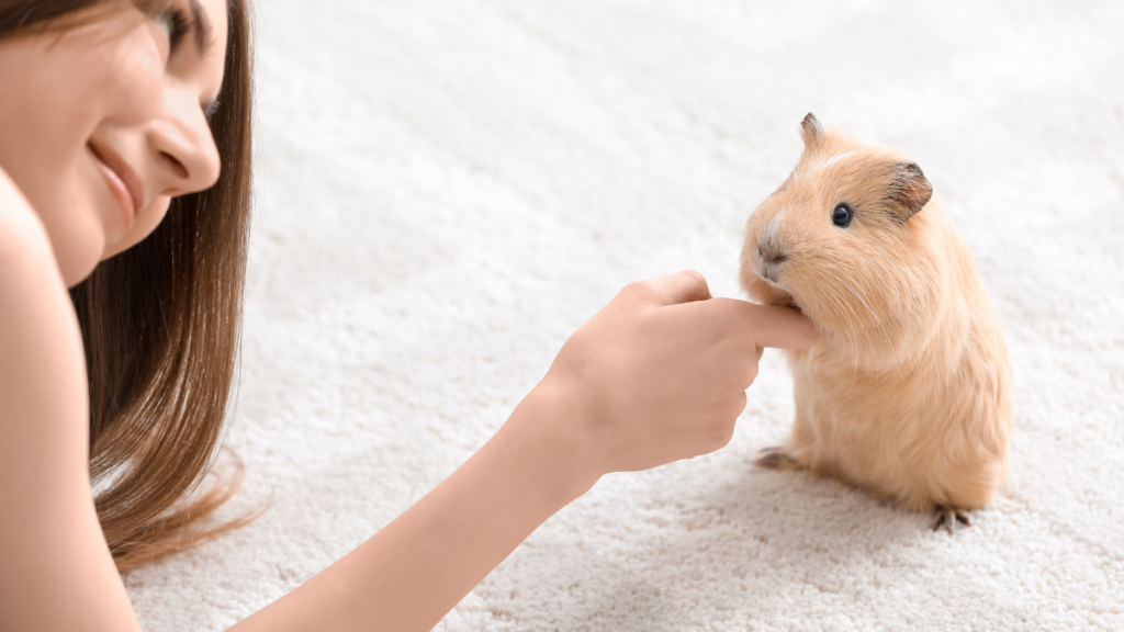 guinea pig