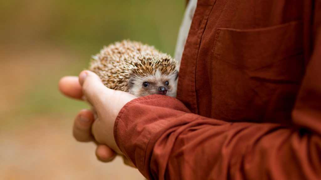 hedgehog