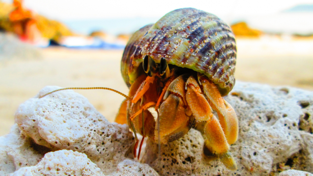 hermit crab 